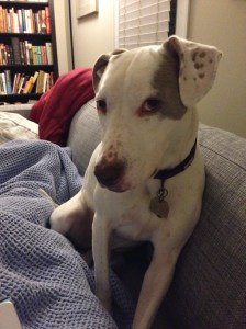 Who? Me? [Literal puppy dog eyes.]