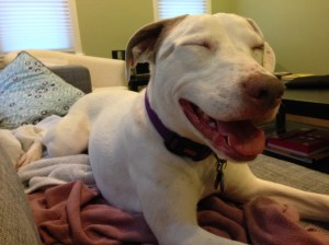 Look, Dad. I can sleep while I pant!