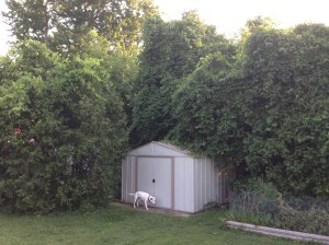 Although maybe I should consider it a success that the woods didn't just eat Elly outright.