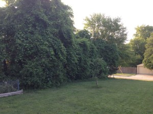 Somewhere in there...