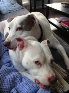 Oh right. Because they're ridiculously cute sometimes.